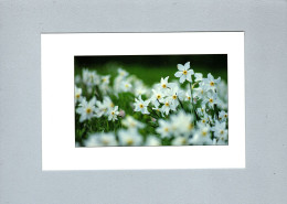 Fleurs : Narcisses - Flowers