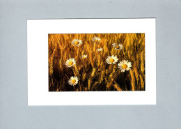 Fleurs : Marguerites - Fleurs