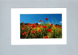 Fleurs : Coquelicots - Bloemen