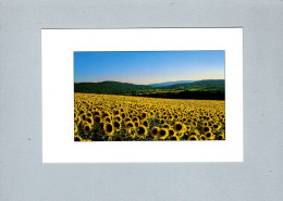 Fleurs : Tournesols - Flowers