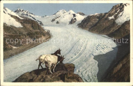 12575797 Eggishorn Mit Jungfrau Moench Trugberg Eiger Kamm Gemsen Eggishorn - Autres & Non Classés