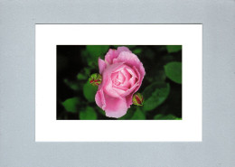 Fleurs : Rose Anglaise - Flowers