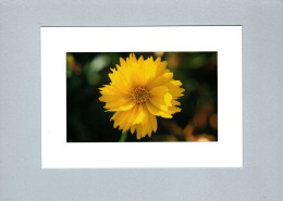 Fleurs : Coreopsis - Fiori