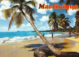 *CPM - 972 - MARTINIQUE - Cocotiers - Altri & Non Classificati