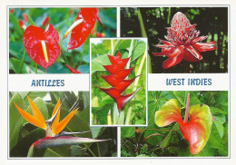 *CPM - 972 - MARTINIQUE - Multivue- Fleurs Des Antilles - Andere & Zonder Classificatie