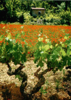 CPM Vigne Et Champ De Coquelicots - Fiori