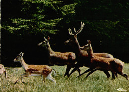 CPM Une Famille De Cerfs - Sonstige & Ohne Zuordnung