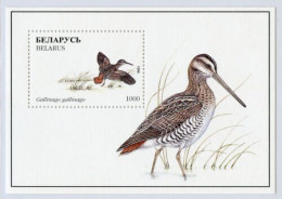 BIELORUSIA 1996 - BELARUS - FAUNA - PAJAROS - GALLINAGO - YVERT HB-13** - Otros & Sin Clasificación