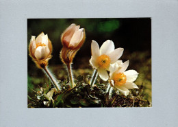 Fleurs : Anémone Des Alpes - Flowers