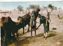 NIGER; NIAMEY.( ENVOYE DE) ".SCENE DE VIE BOROROS A TILLIE ".ANNEE 1977 +TEXTE + TIMBRE.AUTRUCHES PROTECTION DE LA FAUNE - Niger
