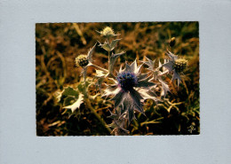 Fleurs : Chardon Bleu - Bloemen