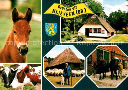 72771706 Nijeveen Fohlen Rinder Schafe Pferde Nijeveen - Other & Unclassified
