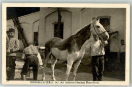 10666109 - Kilophot  Schimmelstreichen Bei Der Oesterr. Kavallerie - Guerre 1914-18
