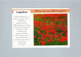 Fleurs : Cocquelicot - Flowers