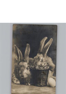 50318309 - Hase Foto-Karte - Ostern