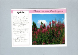 Fleurs : Epilobe - Blumen