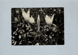 Fleurs : Crocus - Flowers