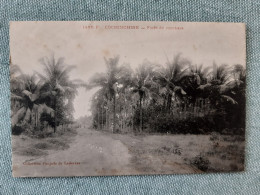 VIET-NAM INDOCHINE COCHINCHINE  SAIGON FORET DE COCOTIERS - Vietnam