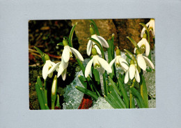 Fleurs : Perce-neige - Flowers