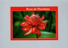 Fleurs : Rose De Porcelaine - Fiori