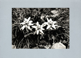 Fleurs : Edelweiss - Fiori