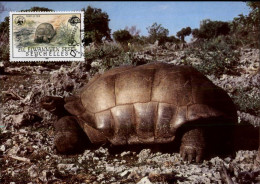 50471309 - - Tortues