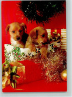 12093109 - Hunde  Hundewelpen Als Geschenk - - Cani