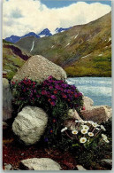 39625209 - Saxifraga Oppositifiola Ranunculus Alpestris Photochromie Serie 518 Nr.801 - Sonstige & Ohne Zuordnung