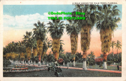R412767 Florida. A Walk Among The Palm Threes. H. And W. B. Florida Artistic Ser - World