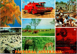 15-5-2024 (5 Z 11) Australia - Pastoral  (cow & Horse Farming Etc) - Viehzucht