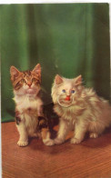 51130809 - Leporello, Katze - Cats