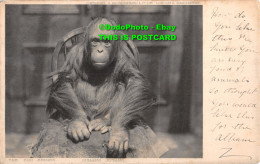 R412445 The Zoo Series. Ourang Outang. S. Hildesheimer. 1906 - World