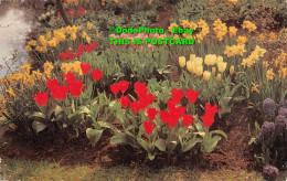 R412924 Garden With Tulips And Daffodils. J. Salmon - World