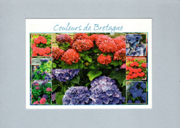 Fleurs De Bretagne - Hortensias - Bretagne