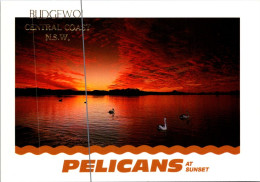 15-5-2024 (5 Z 15) Australia - NSW - Pelican - Oiseaux