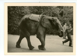 PHOTO ORIGINALE  Format 10,5 X 7,5 Cm ELEPHANT Pris Au Zoo Basler ? ( Bâle ? Ou Basel ? ) Suisse - Autres & Non Classés
