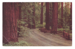 UNITED STATES // CALIFORNIA // REDWOOD FOREST - Andere & Zonder Classificatie