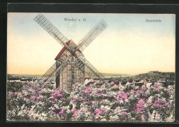 AK Werder A. H., Baumblüte, Windmühle Im Blütenmeer  - Windmills