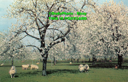 R413640 A Kentish Cherry Orchard. J. Salmon. Cameracolour - World