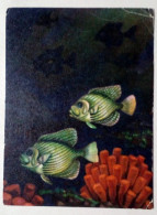 Carte Postale - Poisson Nageant Dans Un Corail. - Poissons Et Crustacés