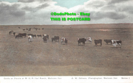 R414704 Cattle On Prairie At W. H. R. Iles Ranch. Medicine Hat. A. W. Gelston. S - World