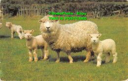 R413671 Sheep In Meadow. Postcard. 1972 - Monde