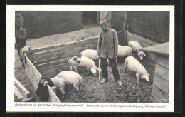 AK Kriegsgefangenschaft, Serbe Bei Der Schweinezucht  - Weltkrieg 1914-18