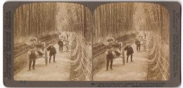 Stereo-Fotografie Underwood & Underwood, New York, Ansicht Kyoto, Rikscha's In Der Bambus-Avenue  - Stereoscoop