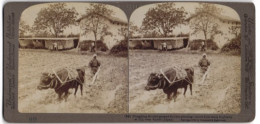 Stereo-Fotografie Underwood & Underwood, New York, Ansicht Uji / Japan, Bauer Pflügt Geflutetes Reisfeld  - Stereoscopic