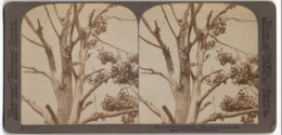 Stereo-Fotografie Underwood & Underwood, New York, Waschbären Auf Einem Baum In Einem Zoogehege  - Stereoscopic