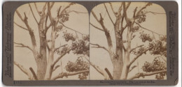 Stereo-Fotografie Underwood & Underwood, New York, Waschbären Auf Einem Baum In Einem Zoogehege  - Stereo-Photographie