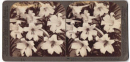 Stereo-Fotografie Underwood & Underwood, New York, Blumen - Lilien In Voller Blüte  - Stereoscoop