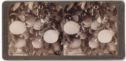 Stereo-Fotografie Underwood & Underwood, New York, Ansicht Redlands / Kalifornien, Pampelmusen An Einem Baum  - Stereo-Photographie