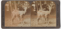 Stereo-Fotografie Underwood & Underwood, New York, Rocky Mountain Sheep (Ovis Montana)  - Stereoscopio